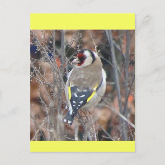 Cute Goldfinch DIY Postcard ポストカード (正面)