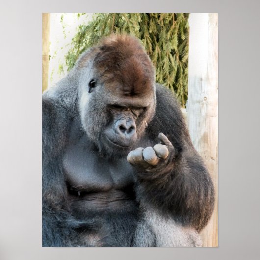 CUTE GORILLA ポスター (正面)