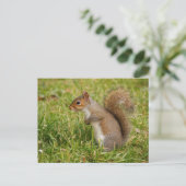 Cute Gray Squirrel Postcard ポストカード (スタンド正面)