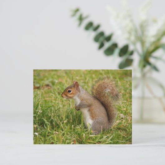 Cute Gray Squirrel Postcard ポストカード (スタンド正面)