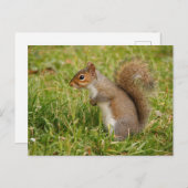 Cute Gray Squirrel Postcard ポストカード (正面/裏面)