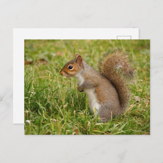 Cute Gray Squirrel Postcard ポストカード (正面/裏面)