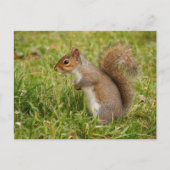 Cute Gray Squirrel Postcard ポストカード (正面)