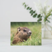 Cute Groundhog Peeking Green Grass Photo ポストカード (スタンド正面)