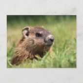 Cute Groundhog Peeking Green Grass Photo ポストカード (正面)