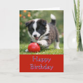 Cute Happy Birthday Border Collie Greeting Card カード (正面)