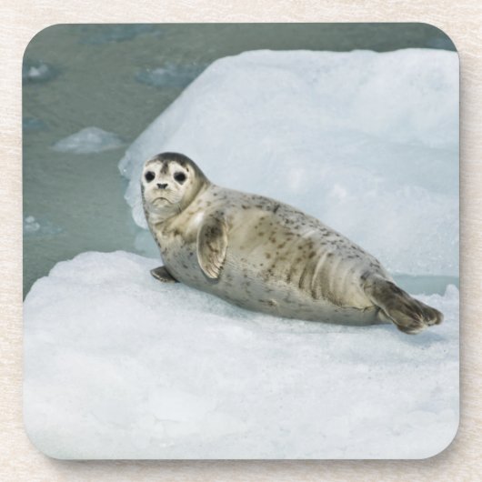 Cute Harbor Seal on Snow コースター (正面)