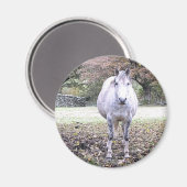 CUTE HORSE   マグネット (正面/裏面)