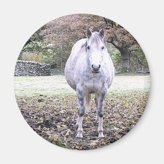 CUTE HORSE   マグネット (正面)