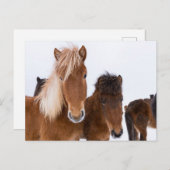 Cute Icelandic Horses Together ポストカード (正面/裏面)