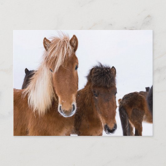 Cute Icelandic Horses Together ポストカード (正面)