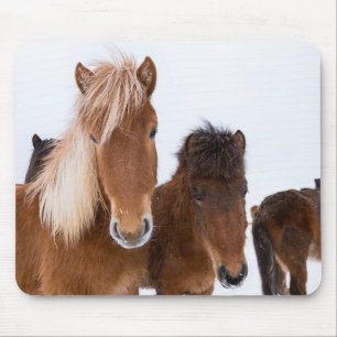 Cute Icelandic Horses Together マウスパッド