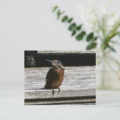 Cute Kingfisher Close Up DIY Postcard シーズンポストカード (スタンド正面)