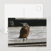 Cute Kingfisher Close Up DIY Postcard シーズンポストカード (正面/裏面)