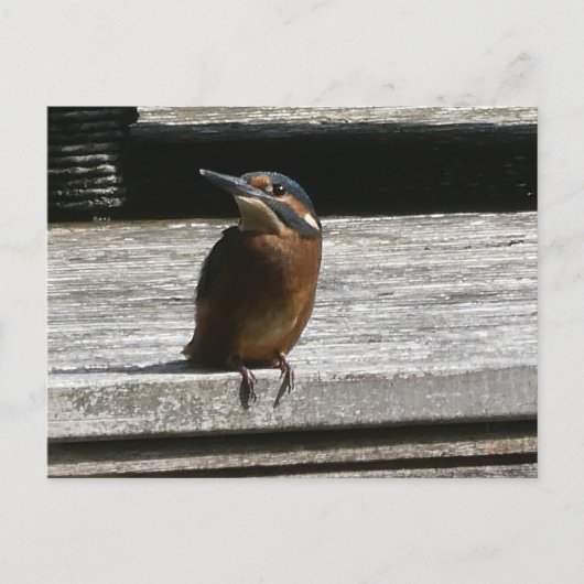 Cute Kingfisher Close Up DIY Postcard シーズンポストカード (正面)