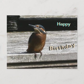 Cute Kingfisher Close Up Happy Birthday Postcard シーズンポストカード