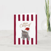Cute Kitten Christmas Card カード (正面)