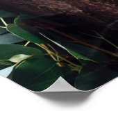 Cute Koala Bear relaxing in a Tree ポスター (角)