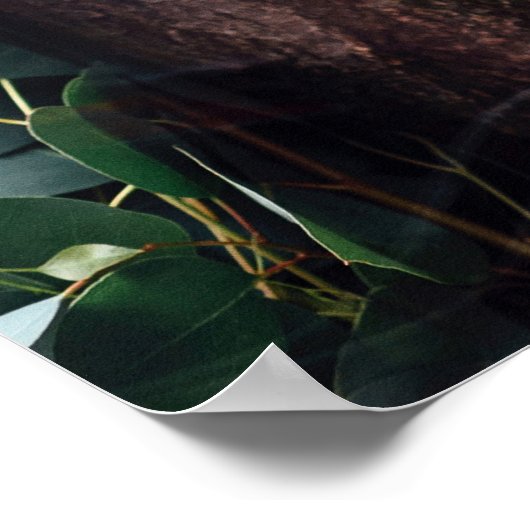 Cute Koala Bear relaxing in a Tree ポスター (角)