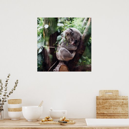 Cute Koala Bear relaxing in a Tree ポスター (キッチン)