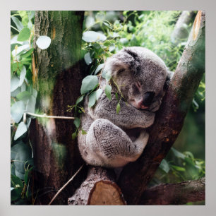 Cute Koala Bear relaxing in a Tree ポスター