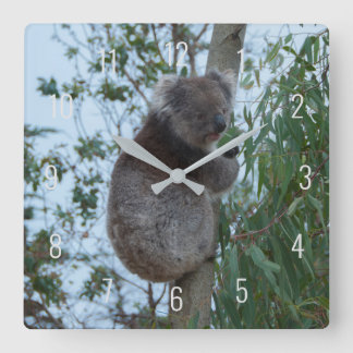 Cute Koala Climbing in a Tree Australia Square Wal スクエア壁時計