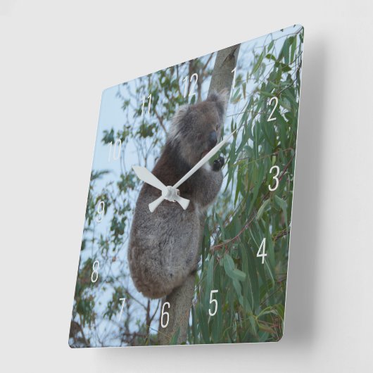 Cute Koala Climbing in a Tree Australia Square Wal スクエア壁時計 (傾斜)