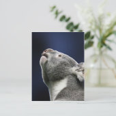 Cute Koala looking up in wonder ポストカード (スタンド正面)