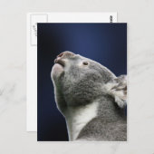Cute Koala looking up in wonder ポストカード (正面/裏面)