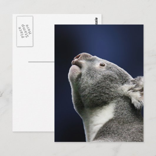 Cute Koala looking up in wonder ポストカード (正面/裏面)