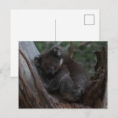 Cute Koala sleeping in a tree Australia ポストカード (正面/裏面)