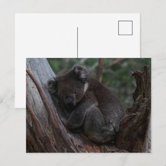 Cute Koala sleeping in a tree Australia ポストカード (正面/裏面)