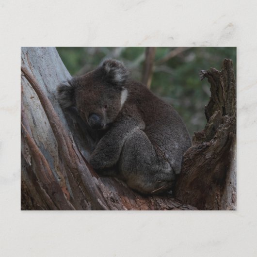 Cute Koala sleeping in a tree Australia ポストカード (正面)