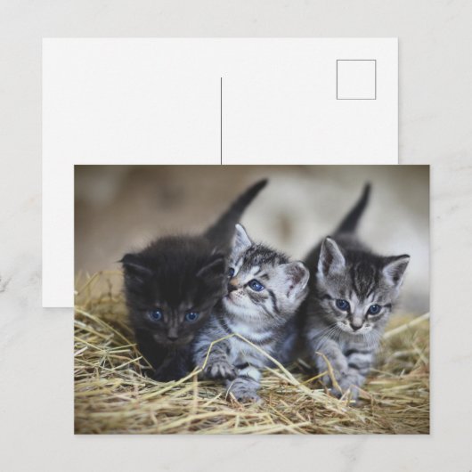 cute little baby kittens ポストカード (正面/裏面)