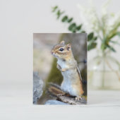 Cute Little Chipmunk on Alert ポストカード (スタンド正面)