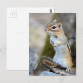 Cute Little Chipmunk on Alert ポストカード (正面/裏面)