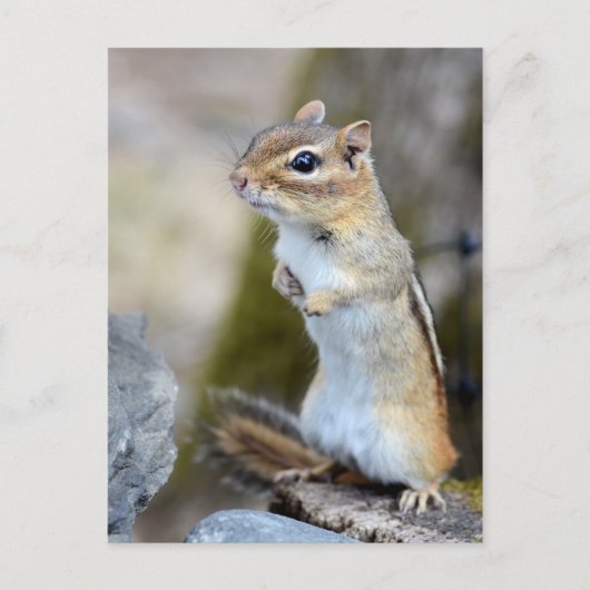 Cute Little Chipmunk on Alert ポストカード (正面)
