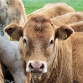 CUTE LITTLE COW ラウンドシール