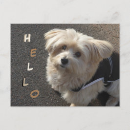 Cute Little Dog HELLOはがき ポストカード