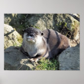 CUTE LITTLE OTTER ポスター (正面)