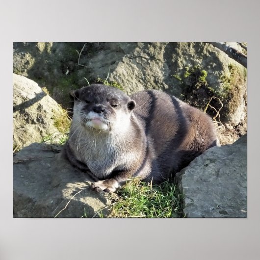 CUTE LITTLE OTTER ポスター (正面)