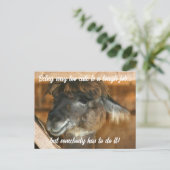 Cute Llama Farm Animal Humorous  ポストカード (スタンド正面)