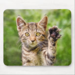 Cute Maneki Neko Cat Kitten Funny Beckoning Pose マウスパッド<br><div class="desc">A cute tabby baby cat sitting playfully on a green grass meadow in a garden holding up the left paw,  a real beckoning cat pose on a sunny day in spring. A funny kitten photo taken by Katho Menden. This mouse pad is a gift idea for cat lovers.</div>