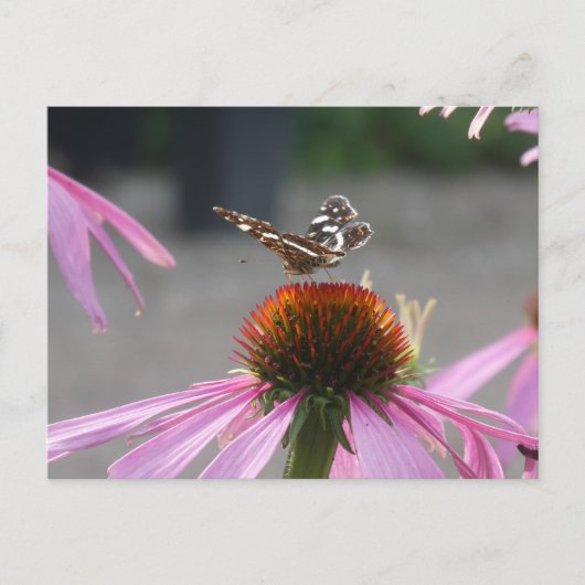 Cute Map Butterfly on Coneflower DIY Postcard シーズンポストカード (正面)