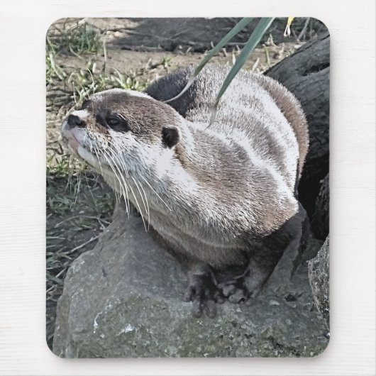 CUTE OTTER   マウスパッド (正面)