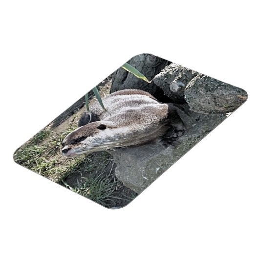 CUTE OTTER  マグネット (左側)