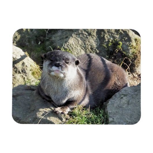 CUTE OTTER マグネット (横)