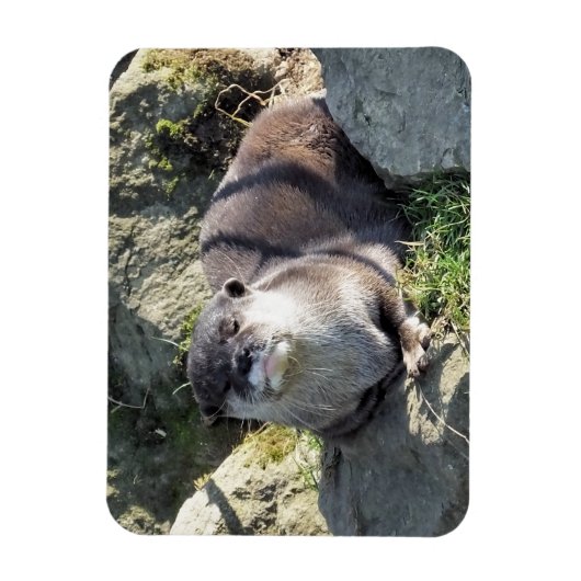 CUTE OTTER マグネット (縦)