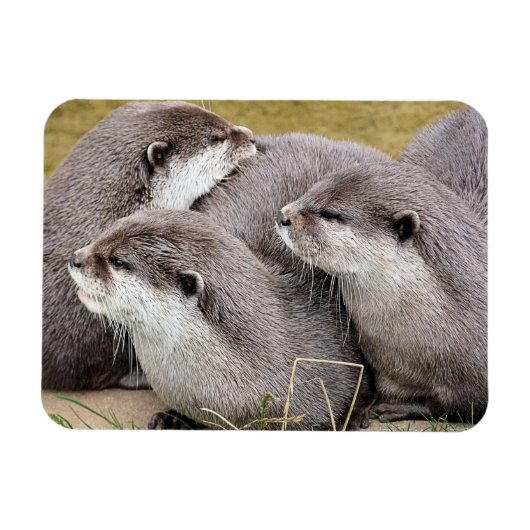 CUTE OTTERS マグネット (横)