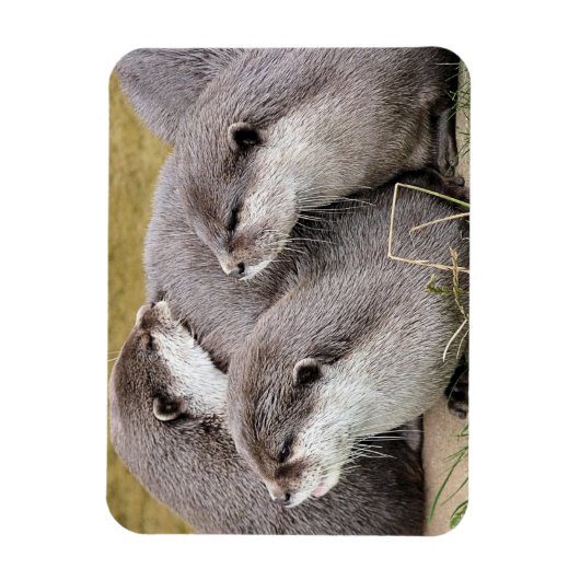 CUTE OTTERS マグネット (縦)